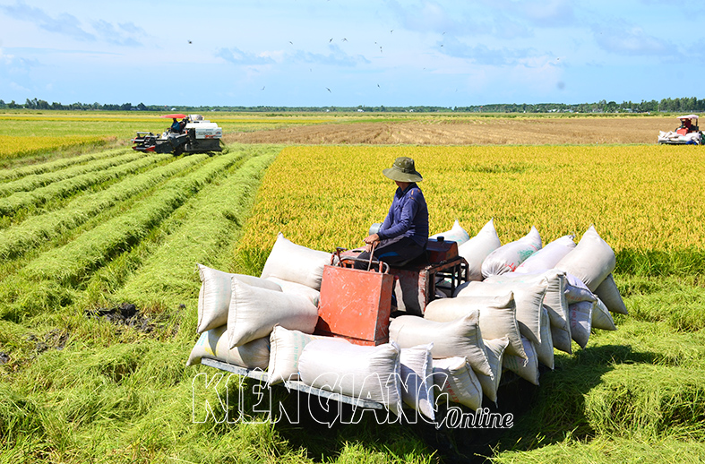 >Hòn Đất, vùng sản xuất lúa gạo trọng điểm của Kiên Giang